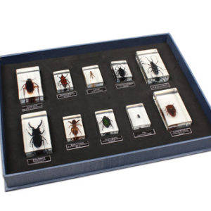 Bug Blocks - Pests