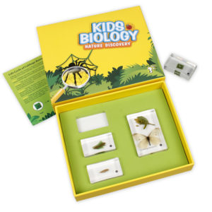 Bug Blocks - Butterfly Development